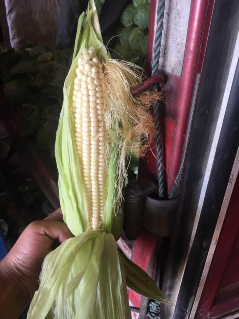 糯玉米