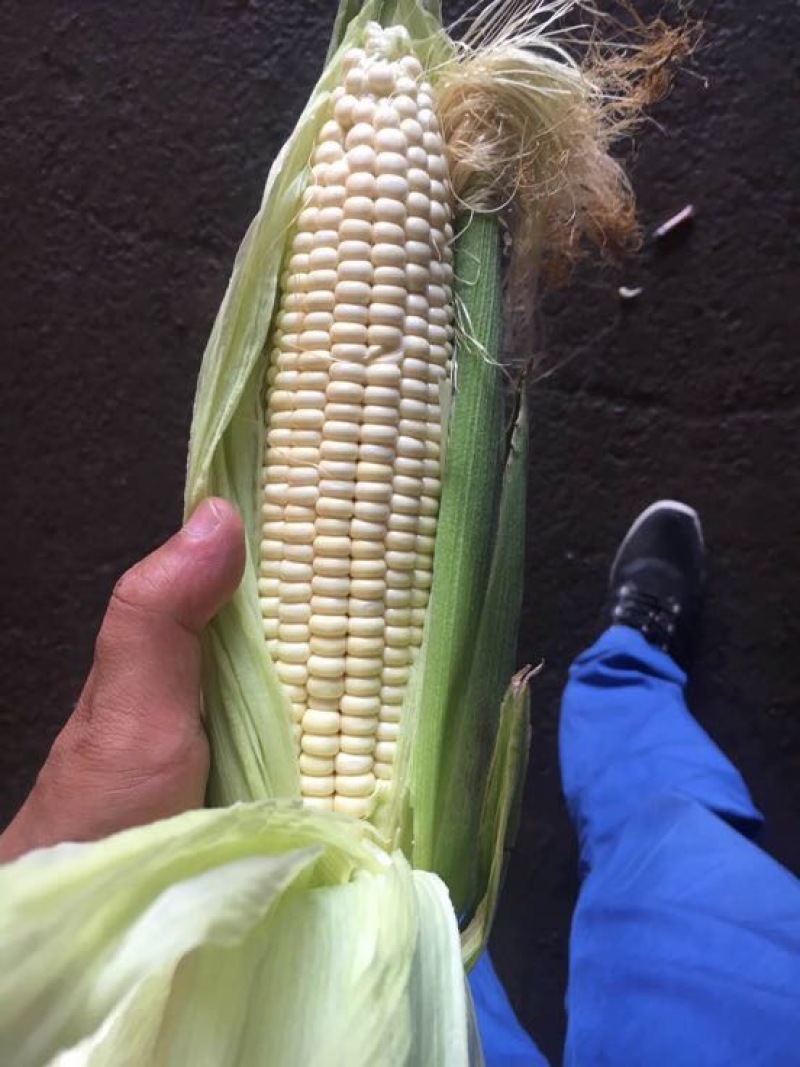 糯玉米