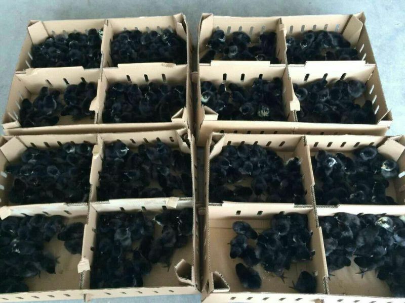 鸡苗35~45克脱温苗通货