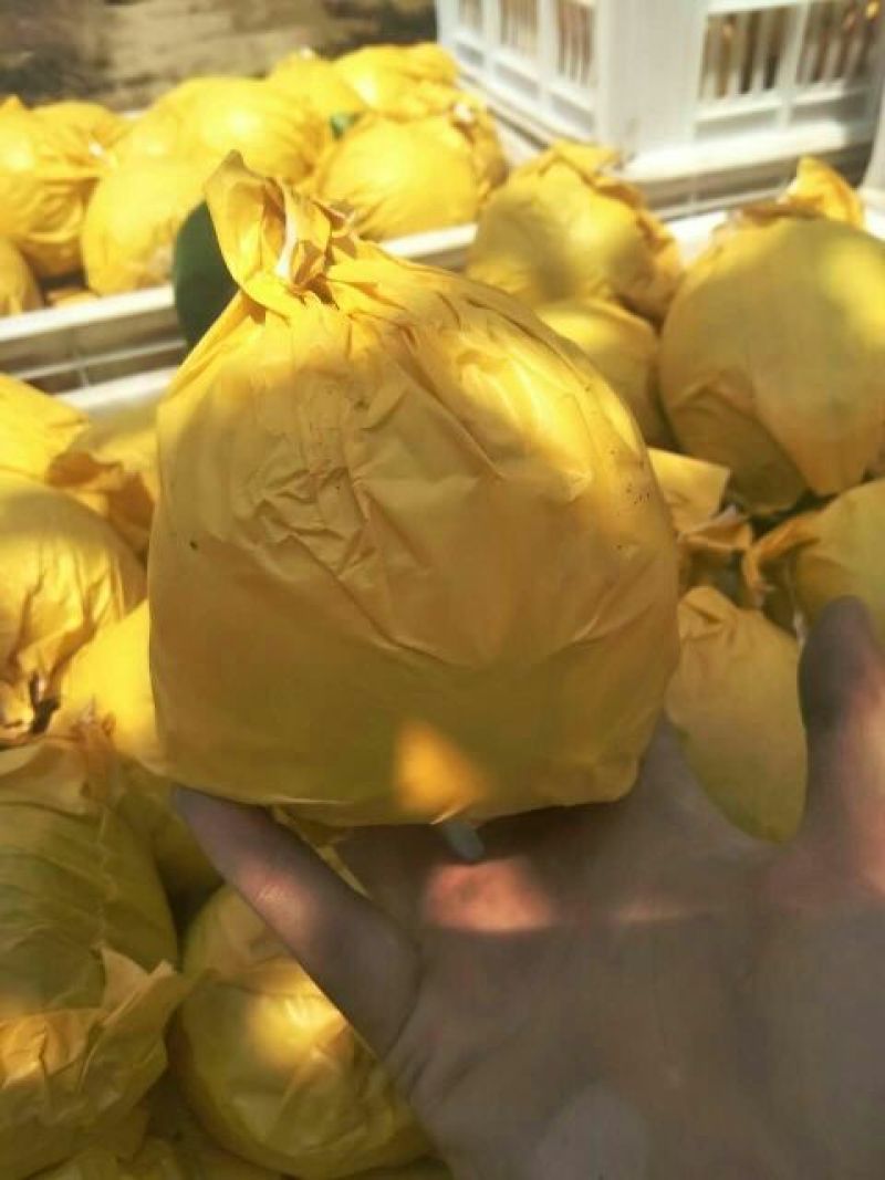 翠玉梨，纸袋，果面干净，一手货源，保证质量，随到随收