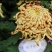菊花苗