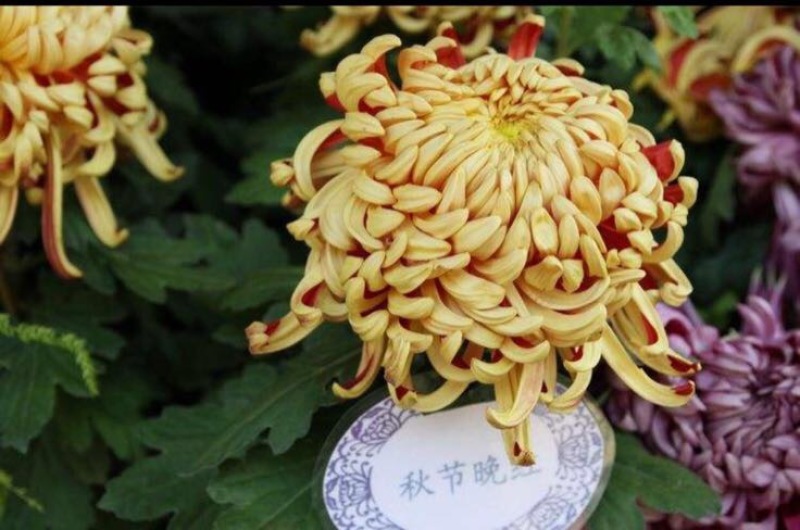 菊花苗