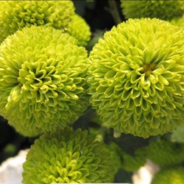 菊花苗