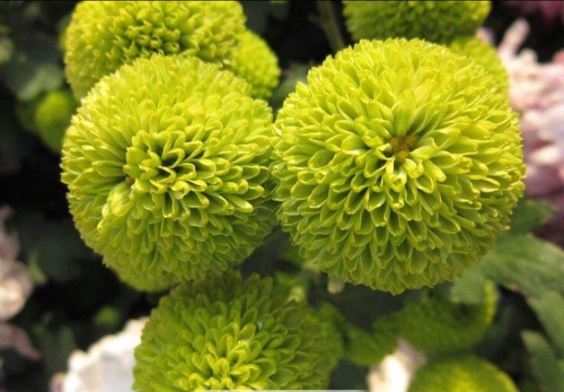 菊花苗
