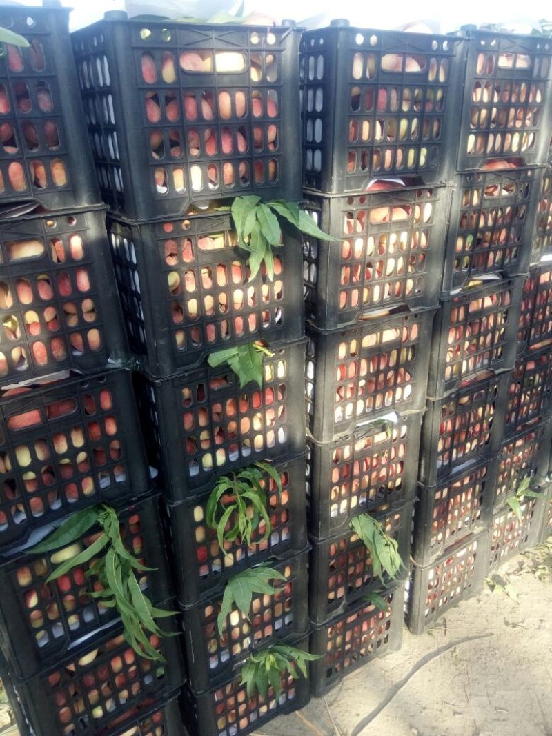 双田早生美脆219红不软桃大量上市了货源充足