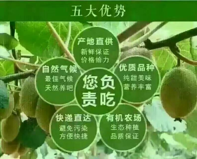 徐香猕猴桃招电商