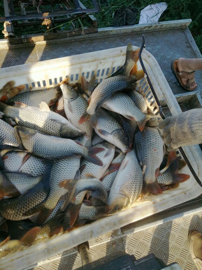 建鲤食用1~2公斤