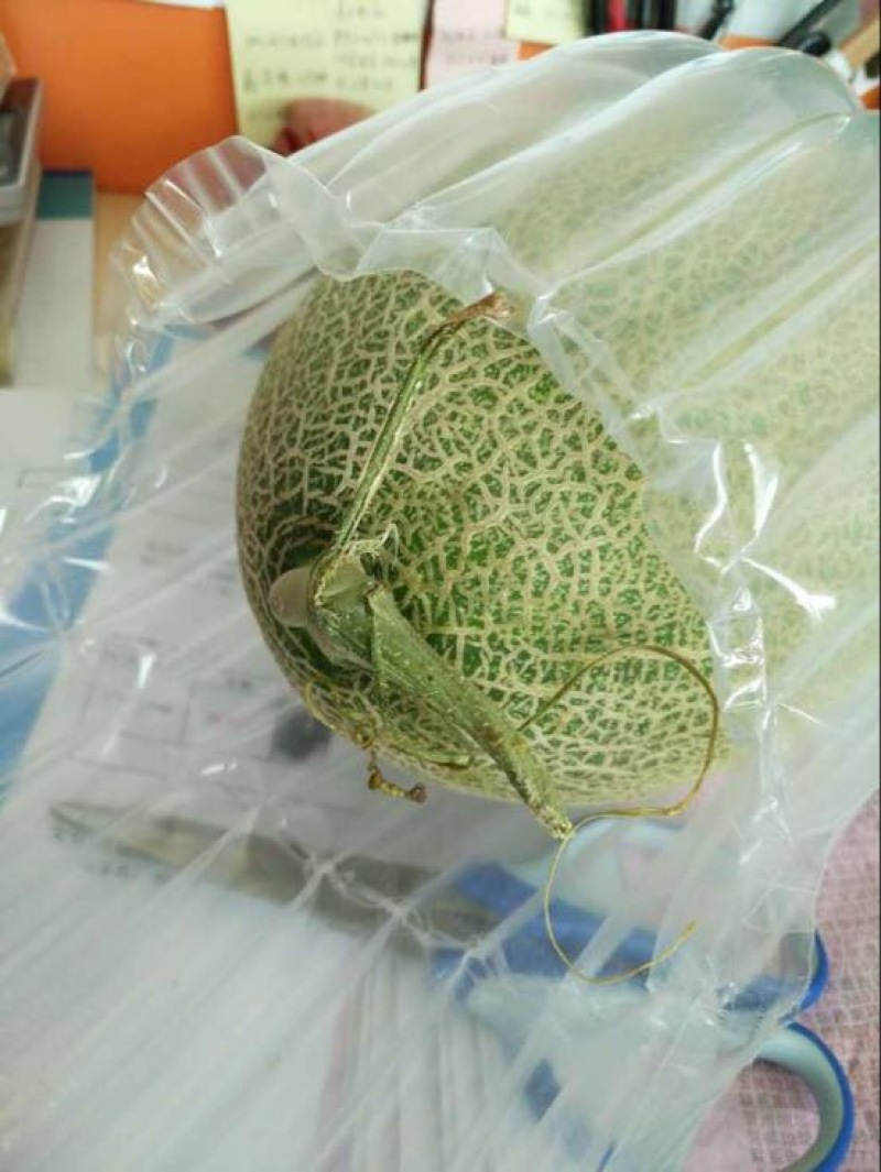 哈密瓜