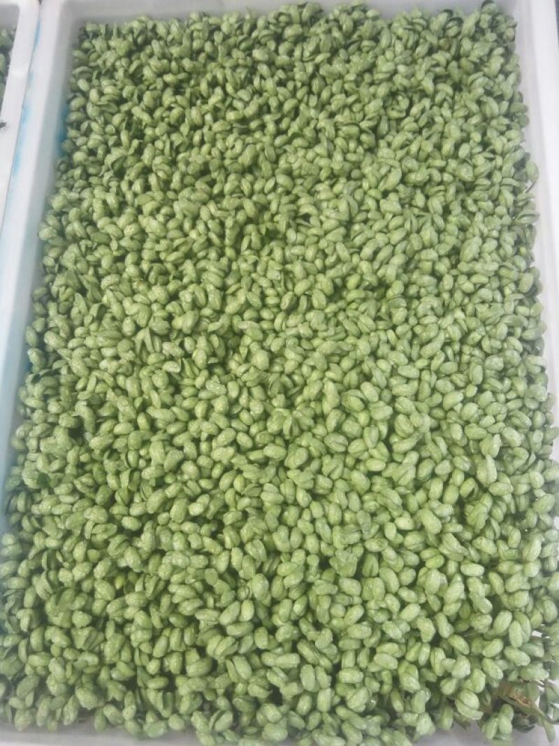 黑豆芽
