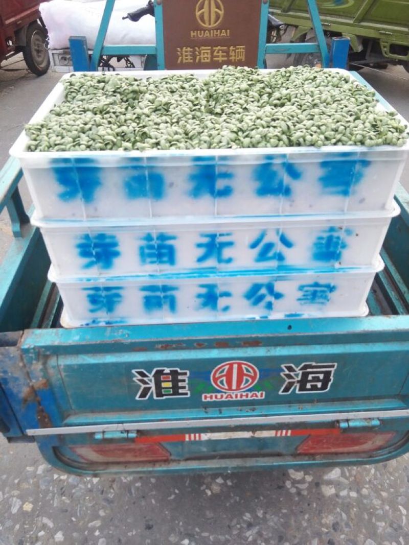 黑豆芽