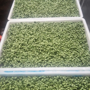 黑豆芽