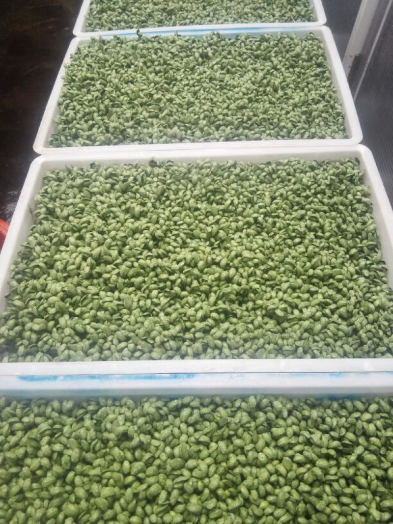 黑豆芽