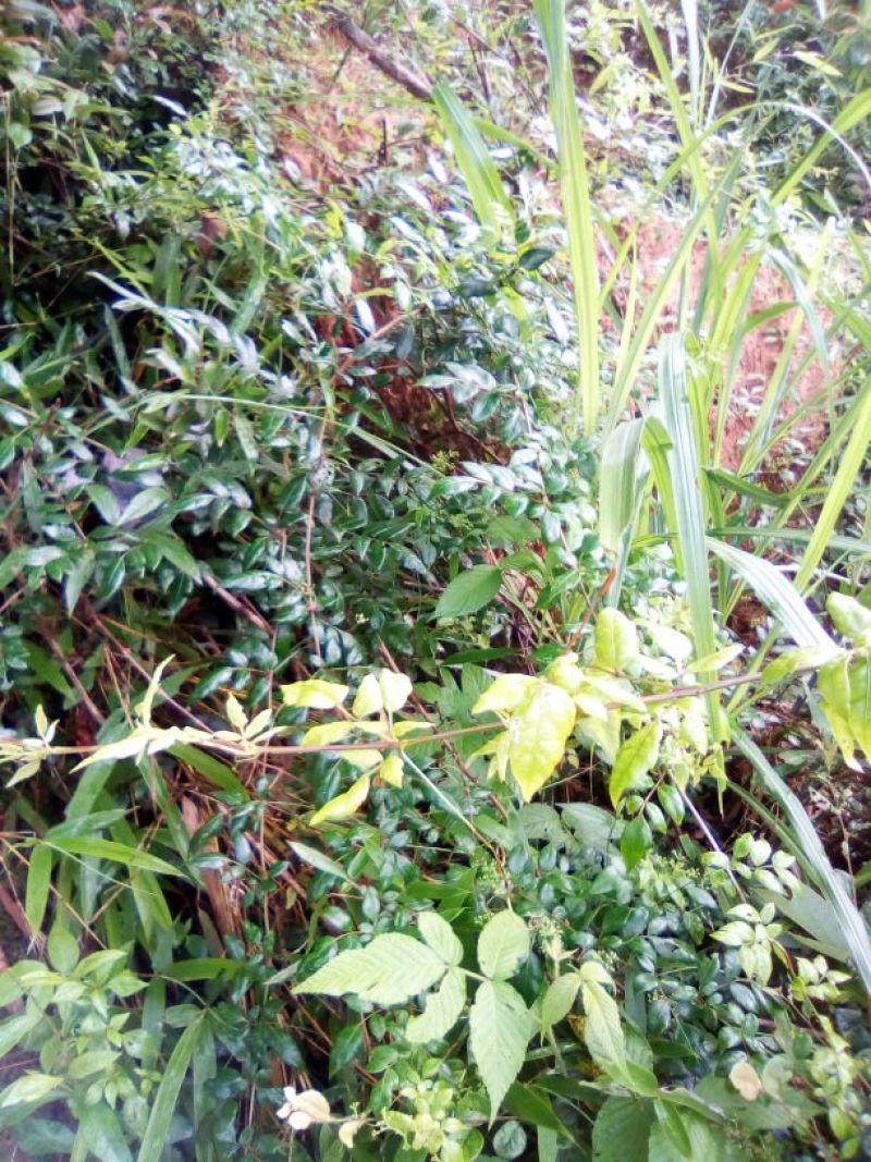 野生藤茶