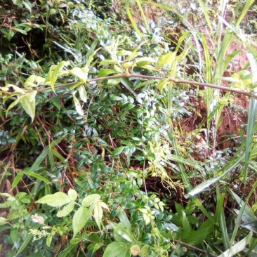 野生藤茶