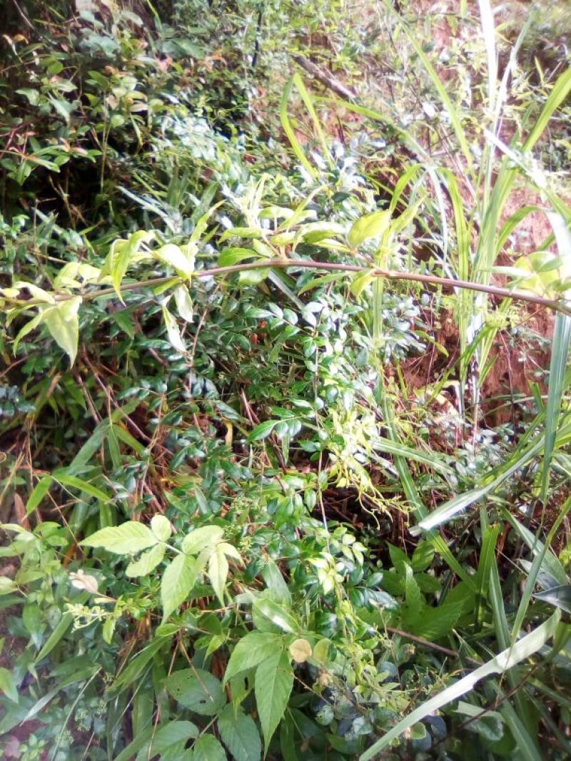 野生藤茶