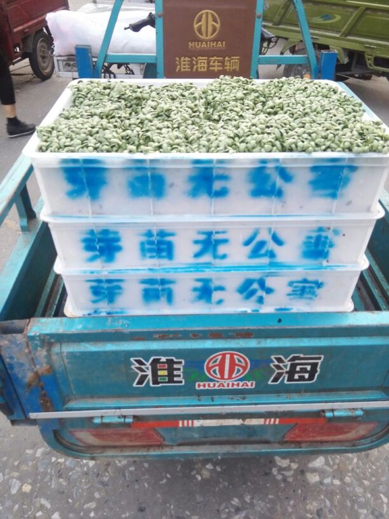 豌豆苗穴盘苗