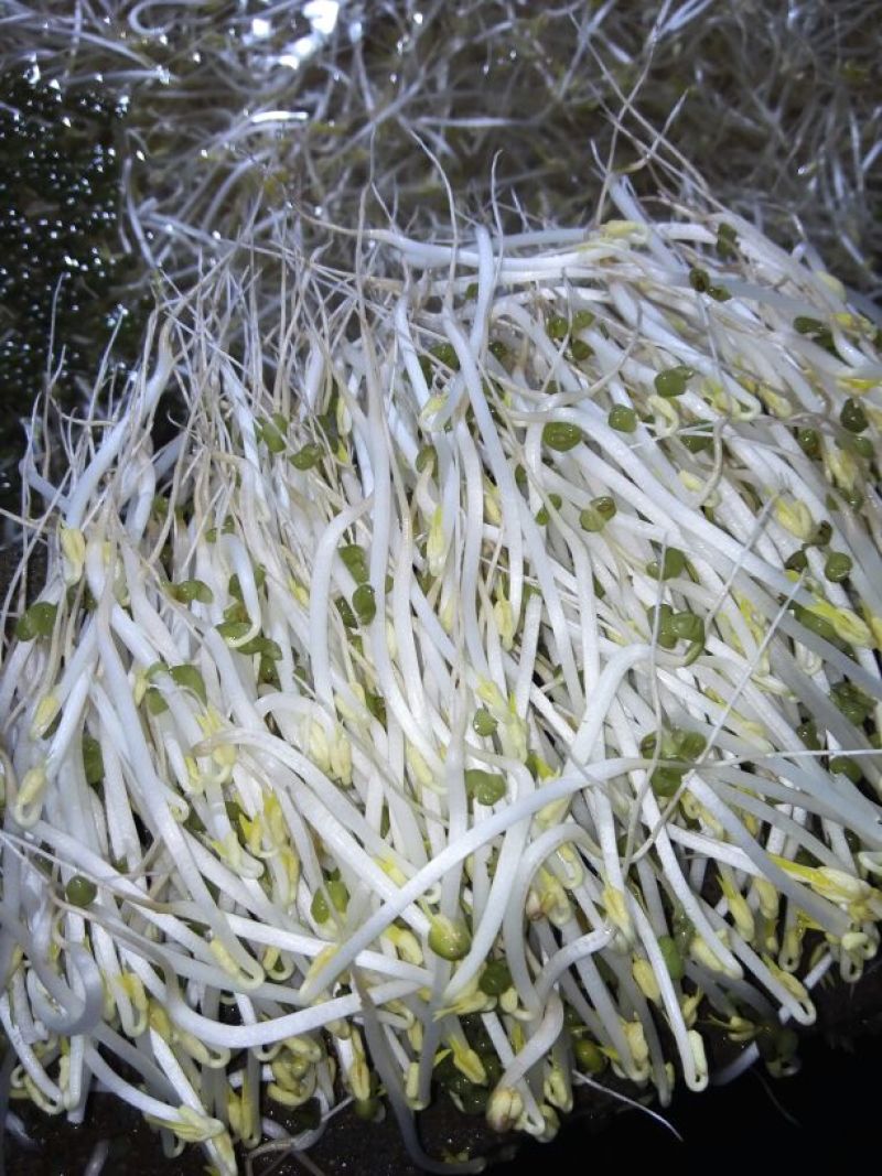 豌豆苗穴盘苗