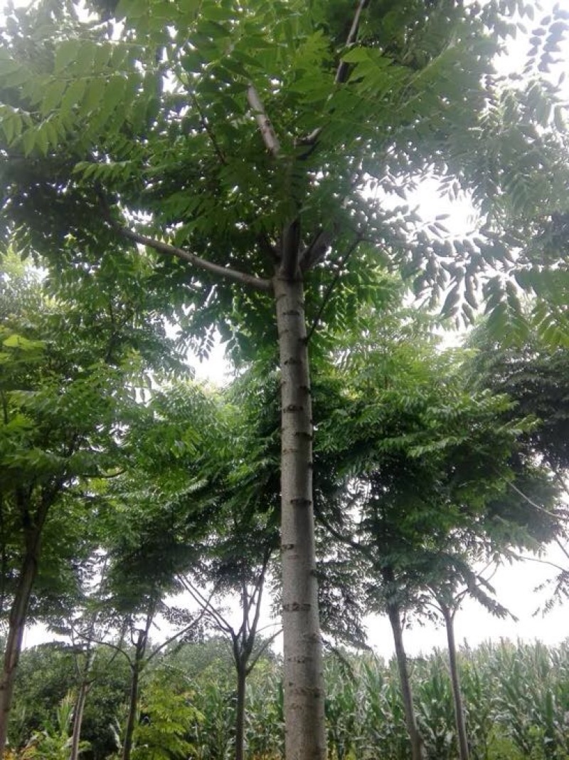 楠木