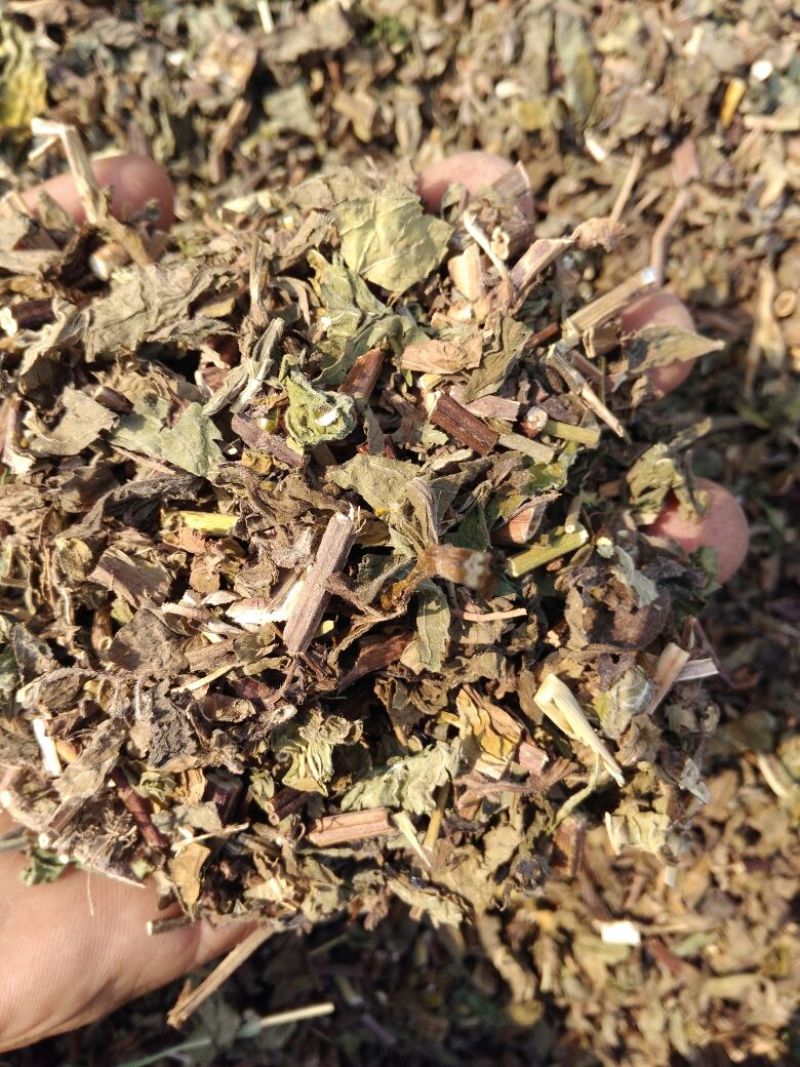 薄荷，家种整颗，叶子多，，，，，，，