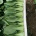 油菜/上海青/山东上海青/山东小油菜/全国发货