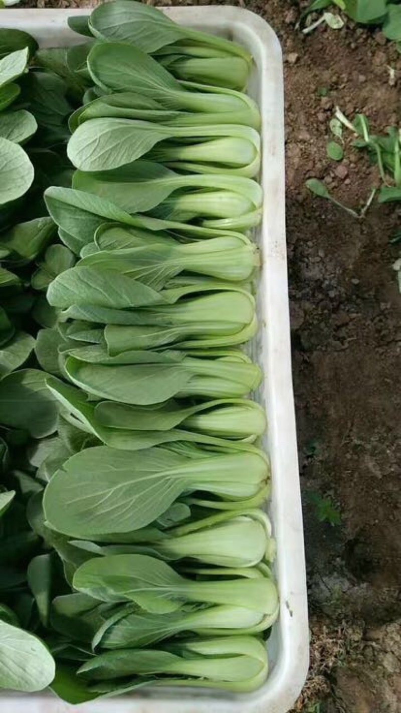 油菜/上海青/山东上海青/山东小油菜/全国发货