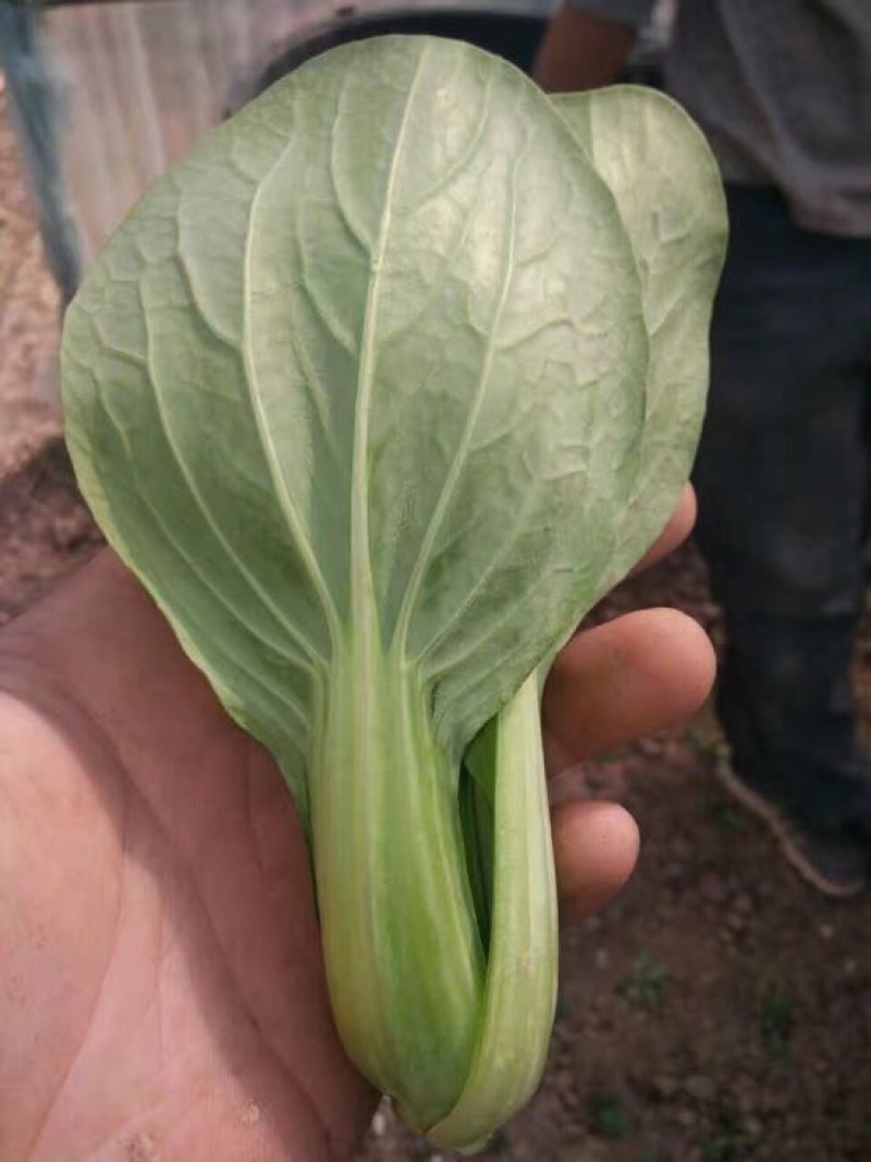 油菜/上海青/山东上海青/山东小油菜/全国发货
