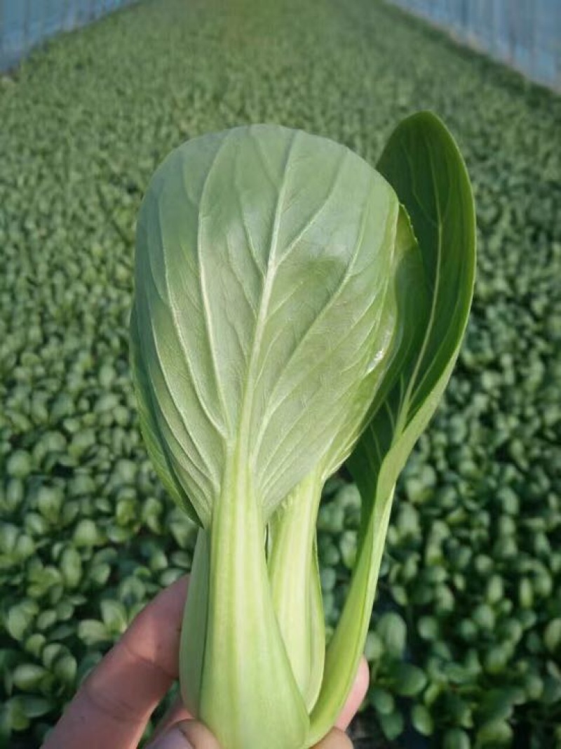 油菜/上海青/山东上海青/山东小油菜/全国发货