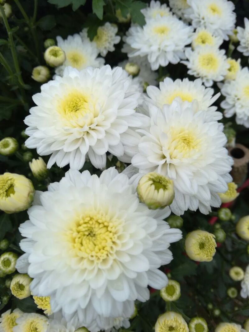 药用菊花散装