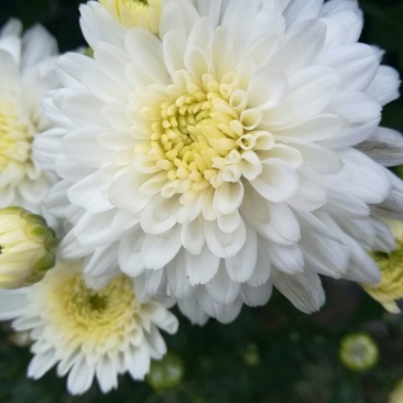 药用菊花散装
