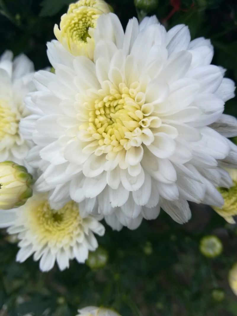 药用菊花散装