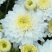 药用菊花散装