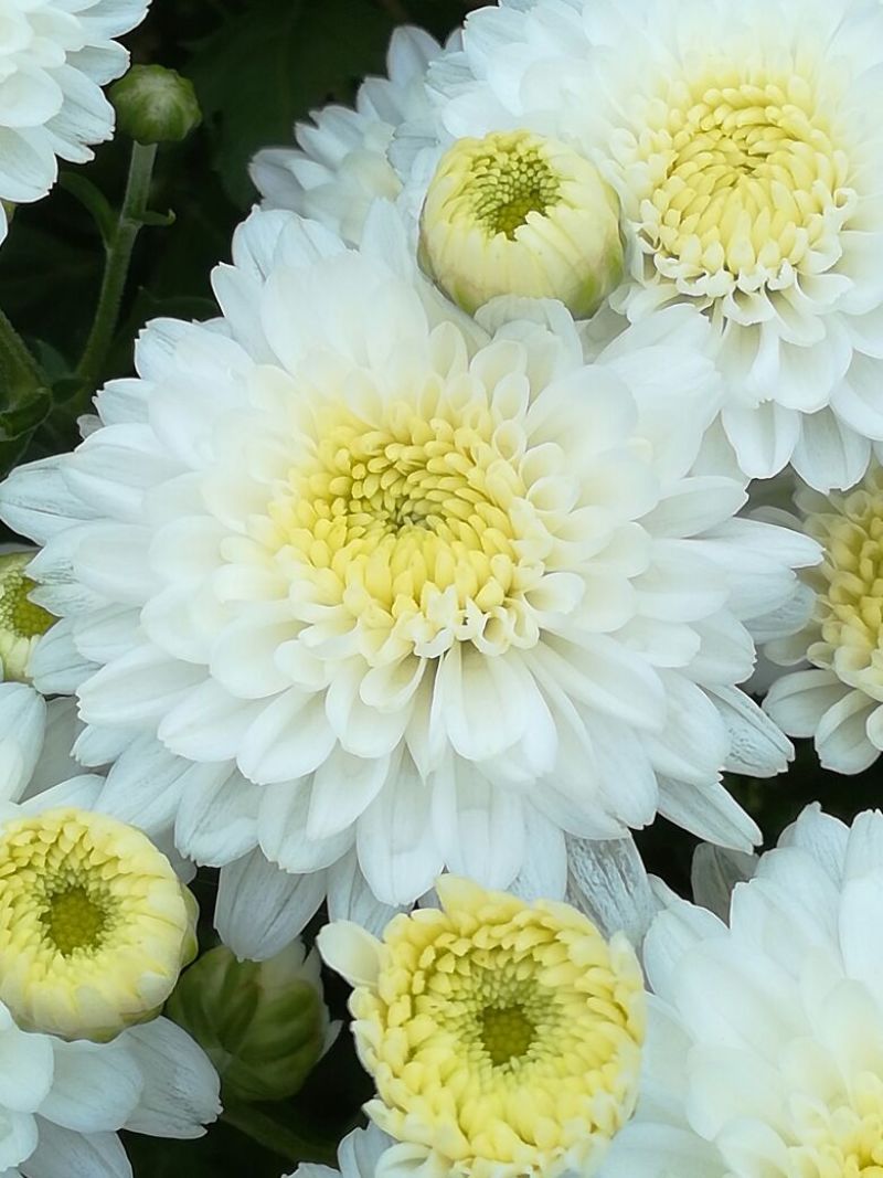 药用菊花散装