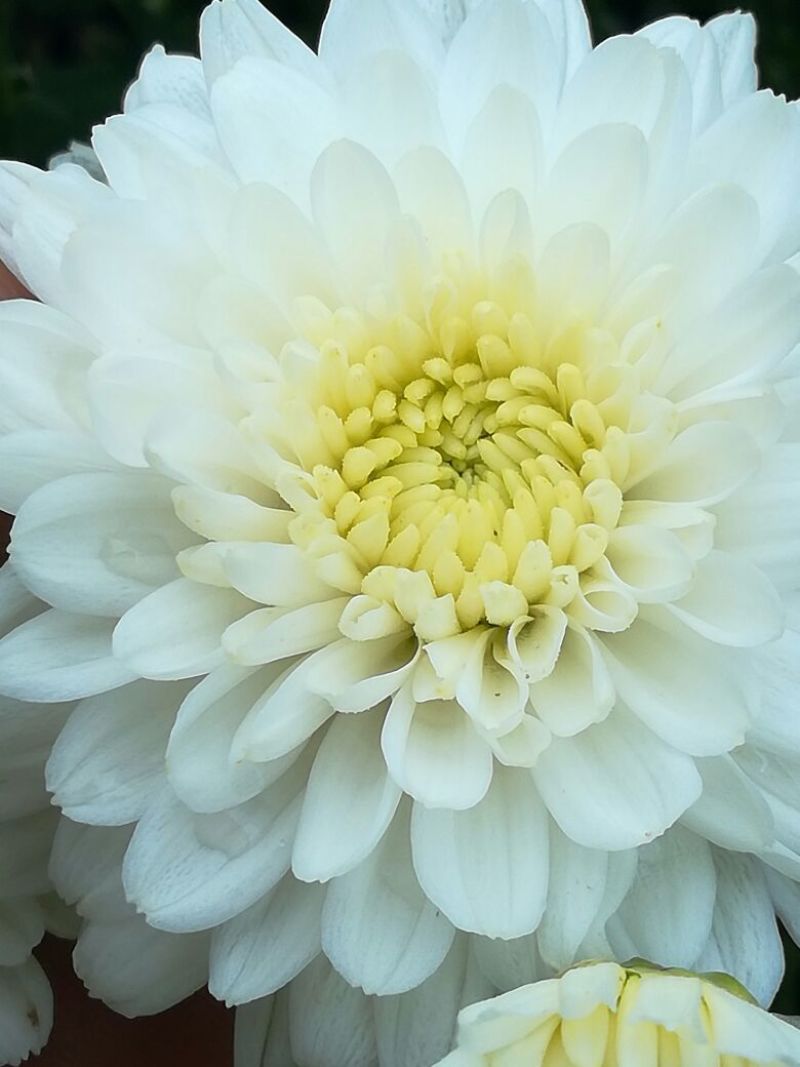 药用菊花散装