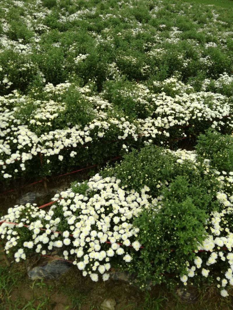 药用菊花散装