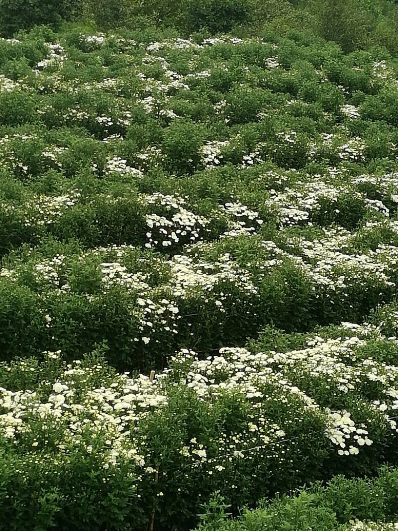 药用菊花散装