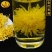 皇菊茶