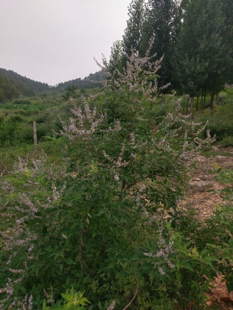 土蜂蜜5斤装