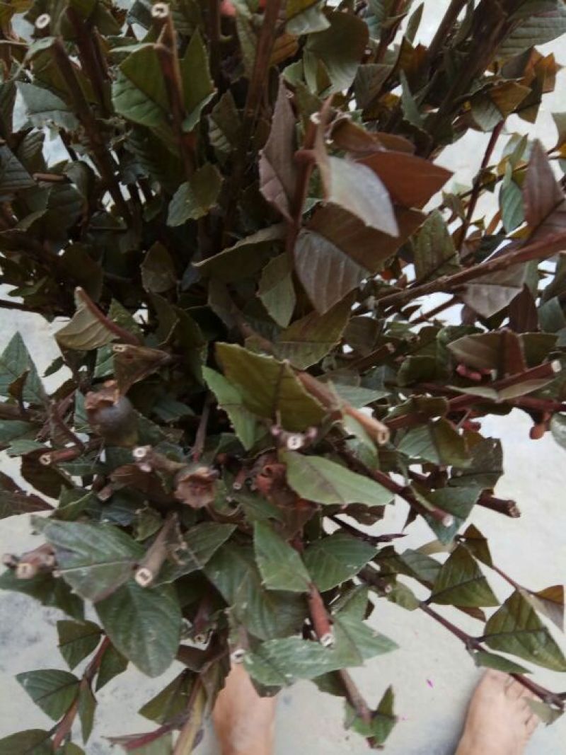 番石榴苗50~80cm