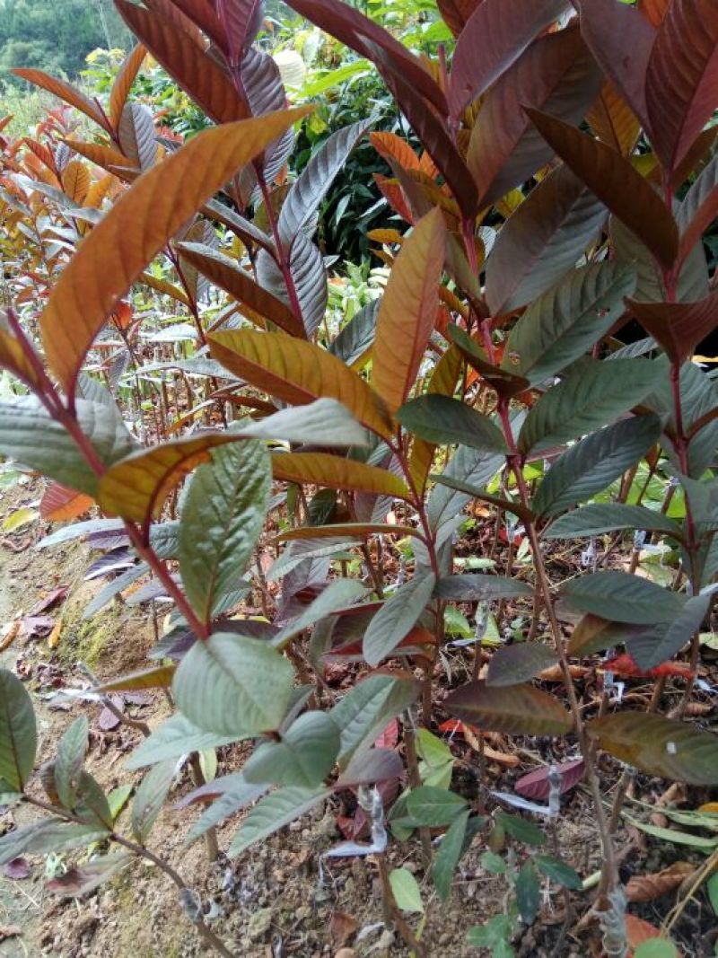 番石榴苗50~80cm