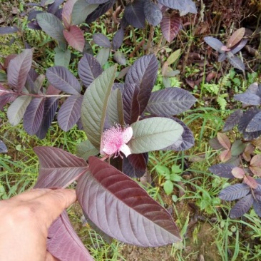 番石榴苗50~80cm