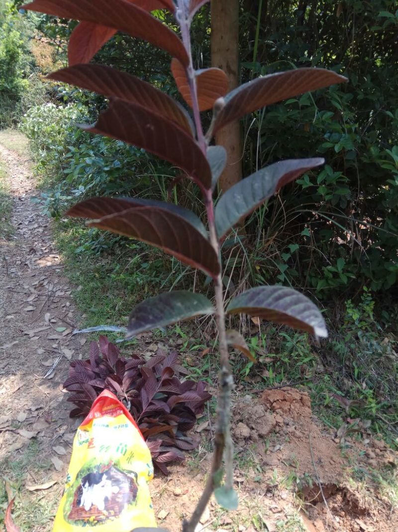 番石榴苗50~80cm