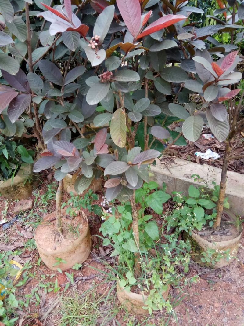番石榴苗50~80cm