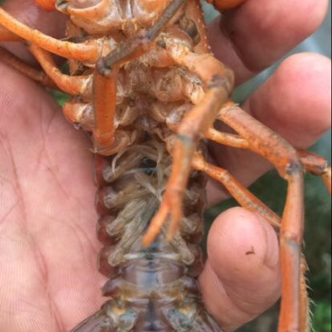 龙虾苗