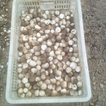 草菇5~6cm以上