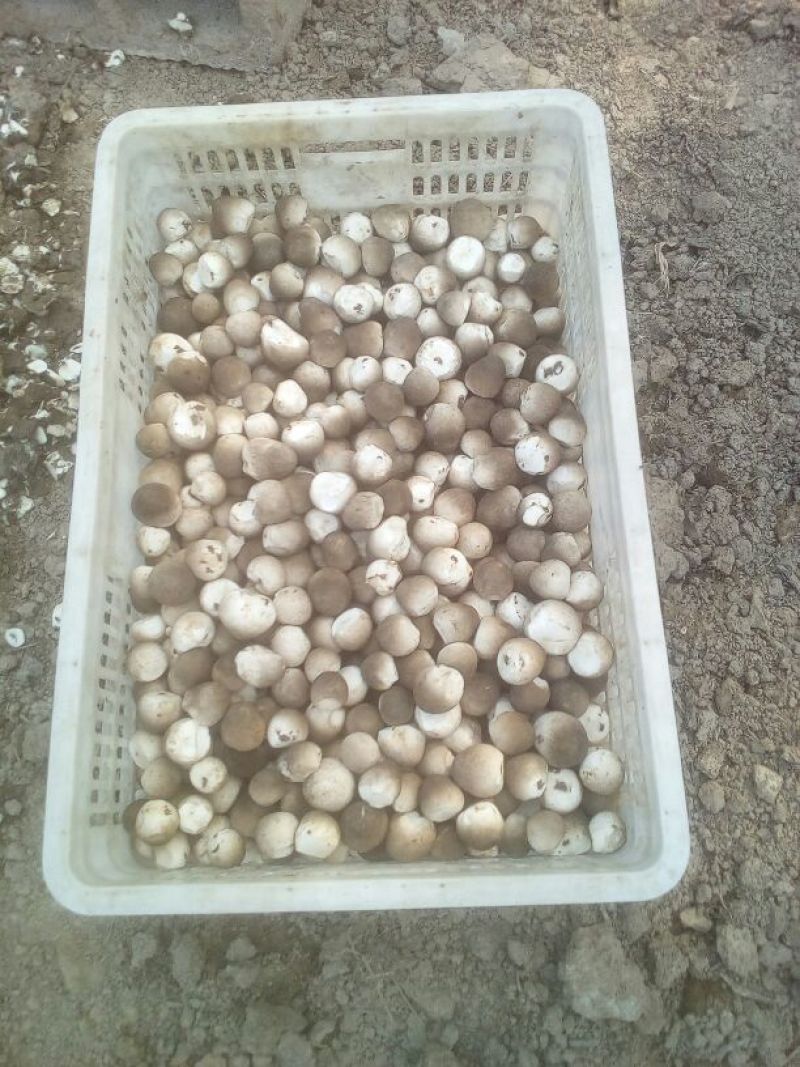 草菇5~6cm以上
