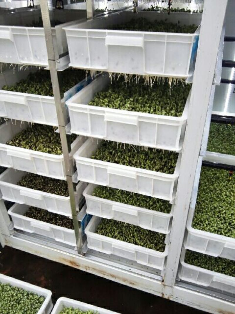 黑豆芽