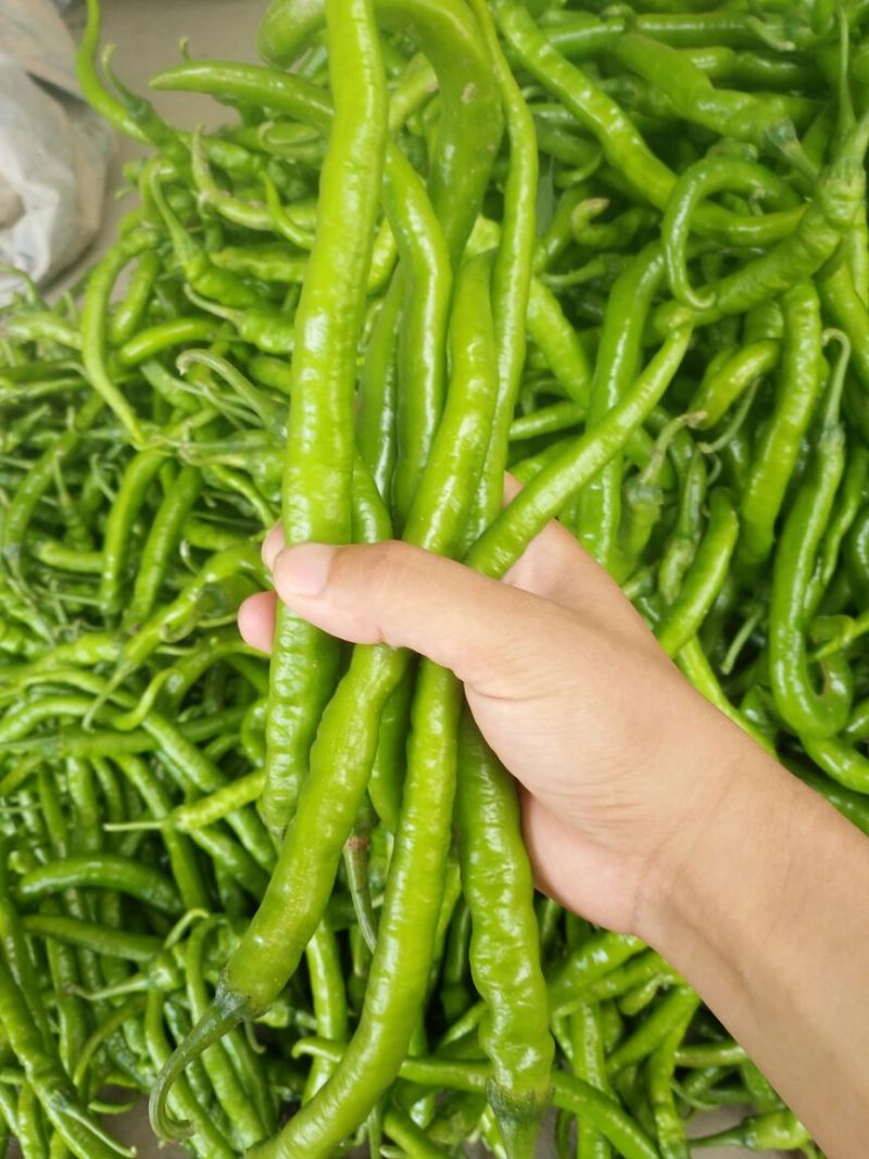 精品线椒10~15厘米青质量保证，全国代发！