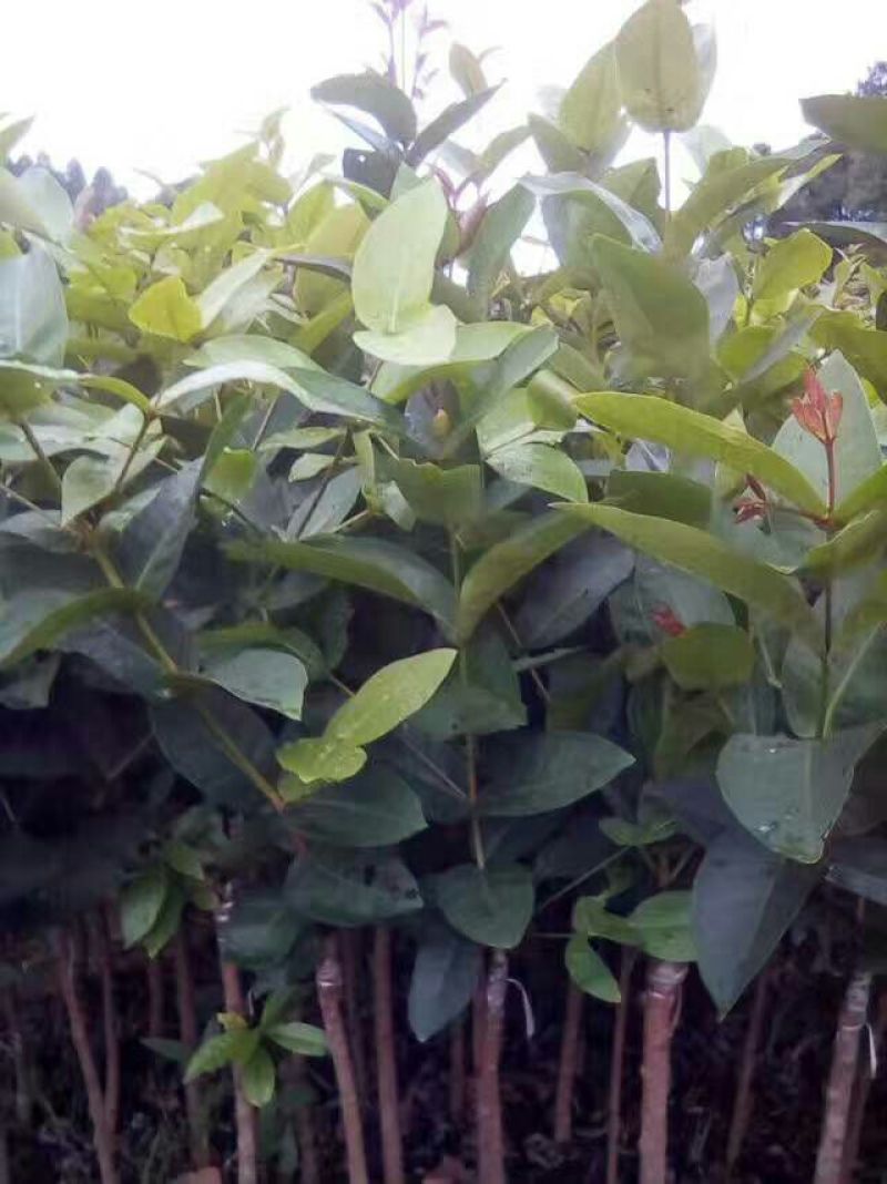 红莲雾果树苗