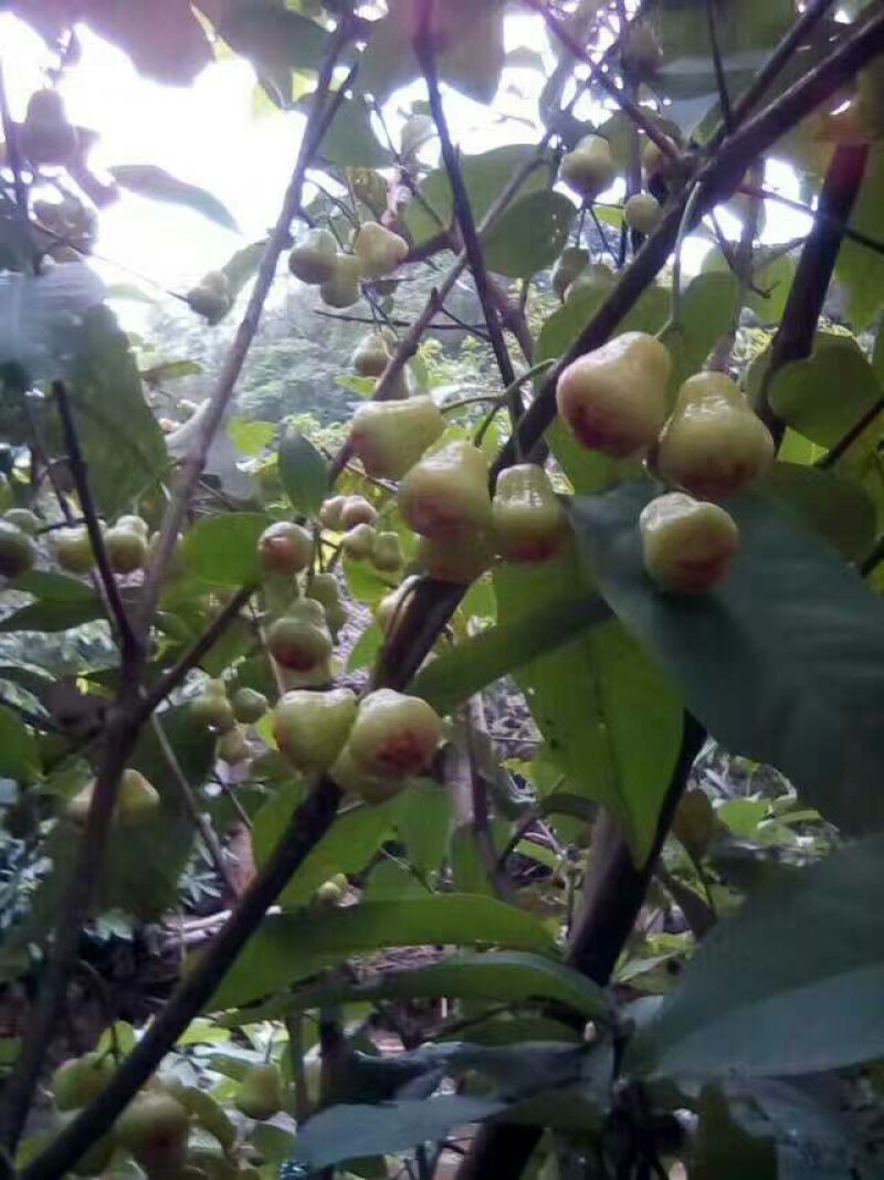 红莲雾果树苗