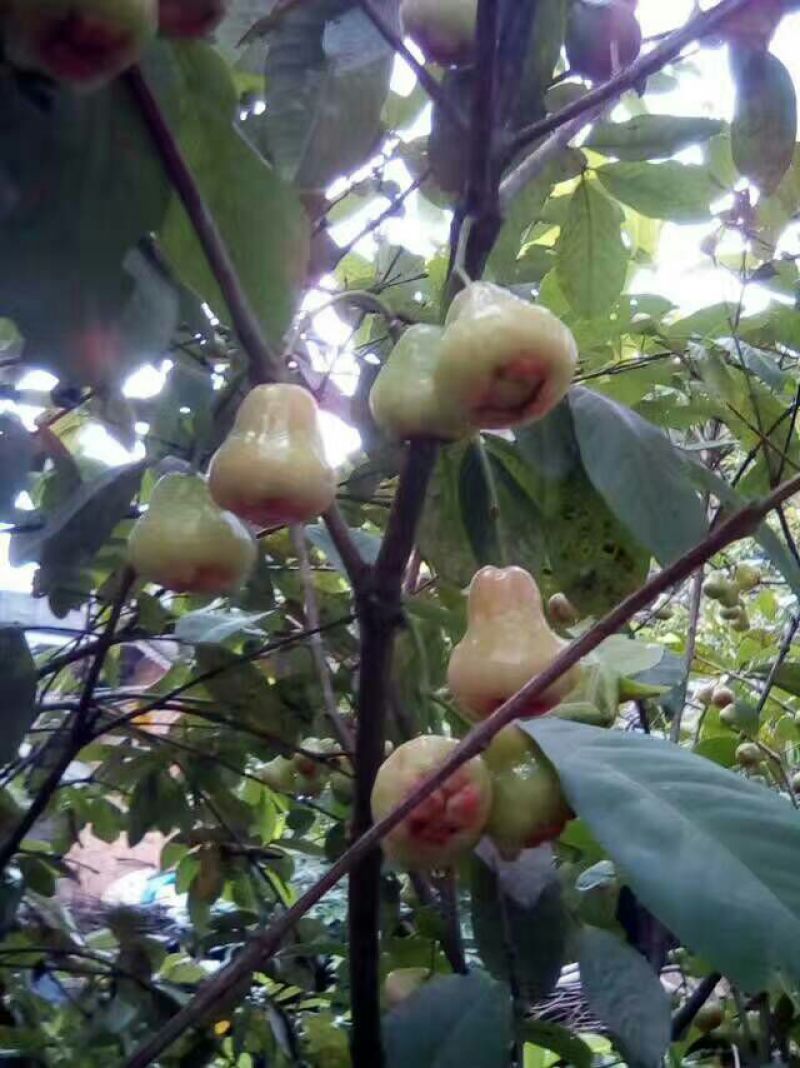 红莲雾果树苗